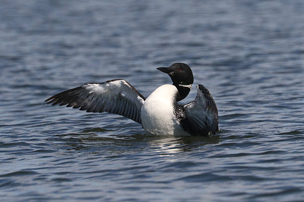 istock Loons on the lake late summer 2233206551