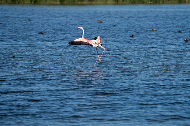 istock Greater flamingo (Phoenicopterus roseus) photographed in Spain 2233206557