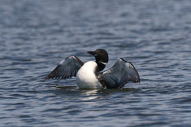 istock Loons on the lake late summer 2233206565
