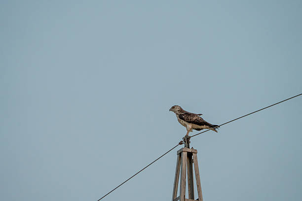 istock Short-toed eagle (Circaetus gallicus) photographed in Spain 2233206586