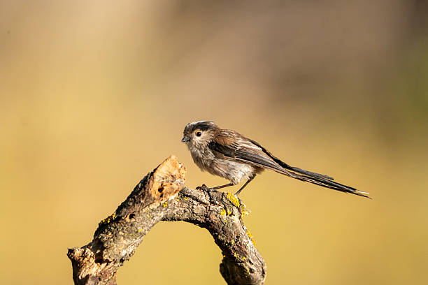 istock Common Myth (Aegithalos caudatus) photographed in Spain 2233206611