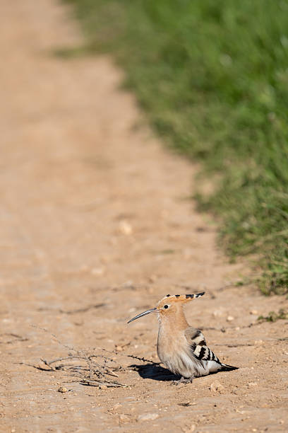 A very close-up portrait of a Eurasian hoopoe (Upupa epops) captured against a blurred background