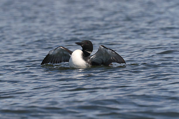 istock Loons on the lake late summer 2233206617