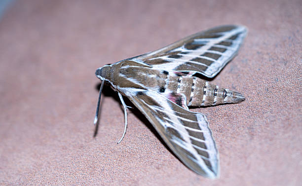 istock Striped Sphinx (Hyles livornica) photographed in Spain 2233207269