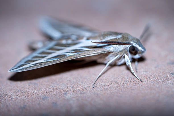 Striped Sphinx (Hyles livornica) photographed in Spain