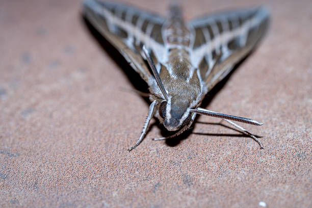 Striped sphinx (Hyles livornica) photographed in Spain