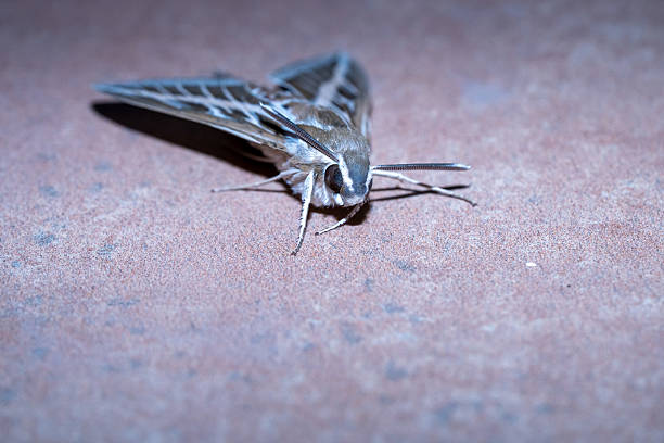 Striped Sphinx (Hyles livornica) photographed in Spain