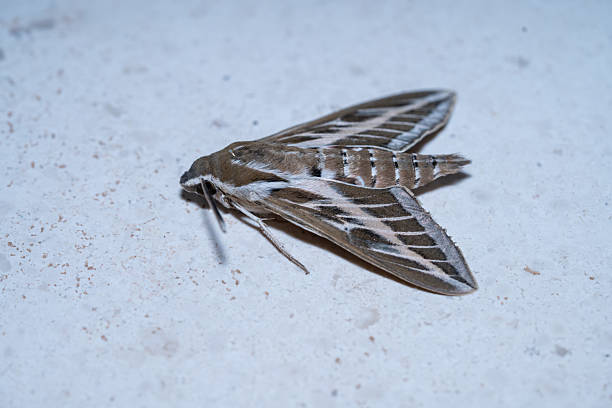 Striped Sphinx (Hyles livornica) photographed in Spain