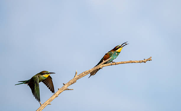 istock European bee-eater (Merops apiaster) photographed in Spain 2233207318