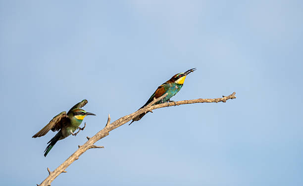 istock European bee-eater (Merops apiaster) photographed in Spain 2233207321