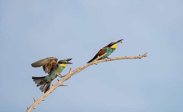 istock European bee-eater (Merops apiaster) photographed in Spain 2233207328