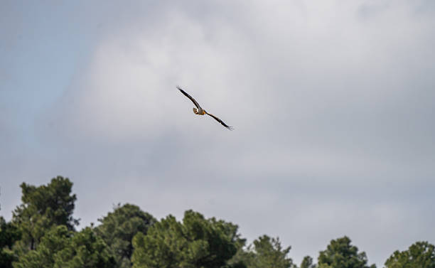 istock Egyptian vulture (Neophron percnopterus) photographed in Spain 2233207570