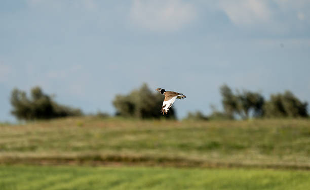 istock Common Sison (Tetrax tetrax) photographed in Spain 2233207574