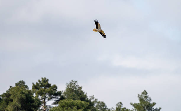 istock Egyptian vulture (Neophron percnopterus) photographed in Spain 2233207585