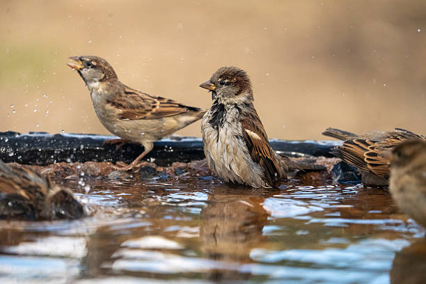 istock House Sparrow (Passer domesticus) photographed in Spain 2233207654