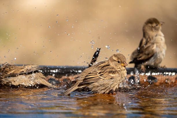 istock House Sparrow (Passer domesticus) photographed in Spain 2233207661