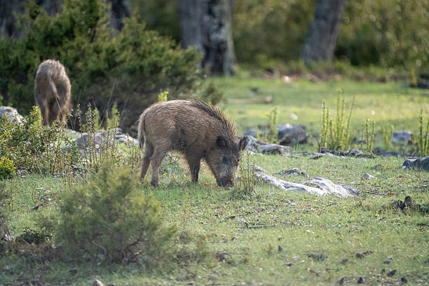 istock Common wild boar (Sus scrofa) photographed in Spain 2233207737