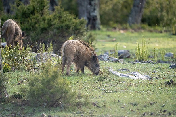 istock Common wild boar (Sus scrofa) photographed in Spain 2233207738