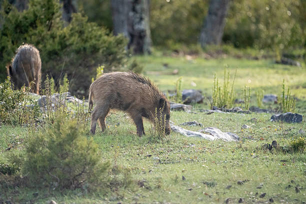 istock Common wild boar (Sus scrofa) photographed in Spain 2233207739