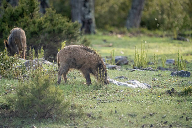 istock Common wild boar (Sus scrofa) photographed in Spain 2233207740