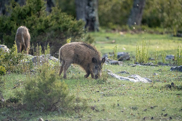 istock Common wild boar (Sus scrofa) photographed in Spain 2233207741