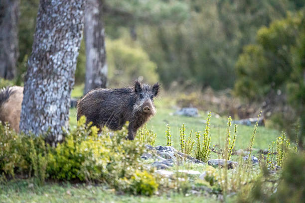 istock Common wild boar (Sus scrofa) photographed in Spain 2233207745