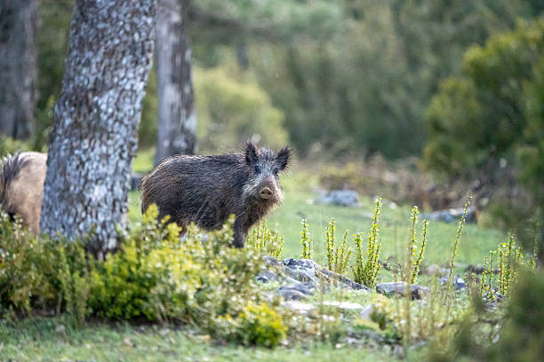 istock Common wild boar (Sus scrofa) photographed in Spain 2233207746