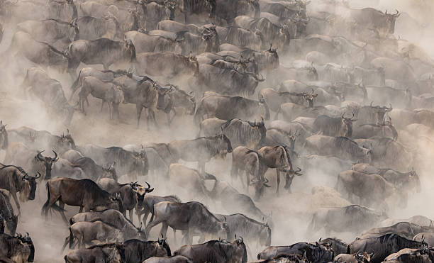 istock Wildebeest During the Great Migration in Africa 2233208167