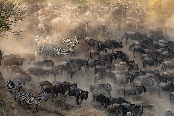 istock Wildebeest During the Great Migration in Africa 2233208247