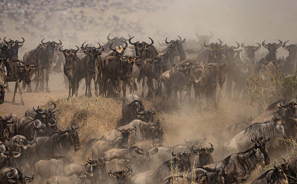 istock Wildebeest During the Great Migration in Africa 2233208270