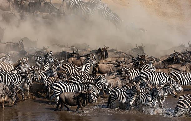 istock Zebra in the Mara, Africa 2233208308