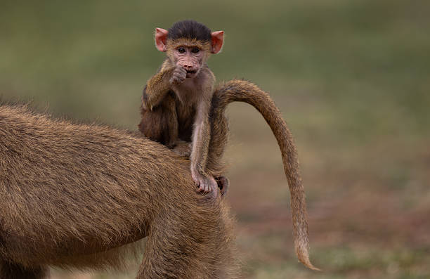 A baboon in Kenya, Africa