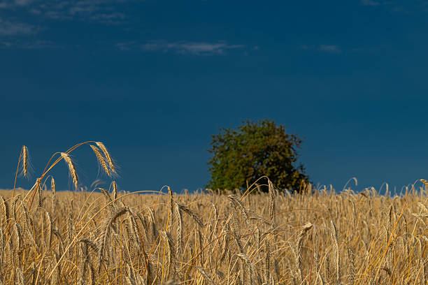 Cherry tree with green leafs in golden grain field in summer hot day