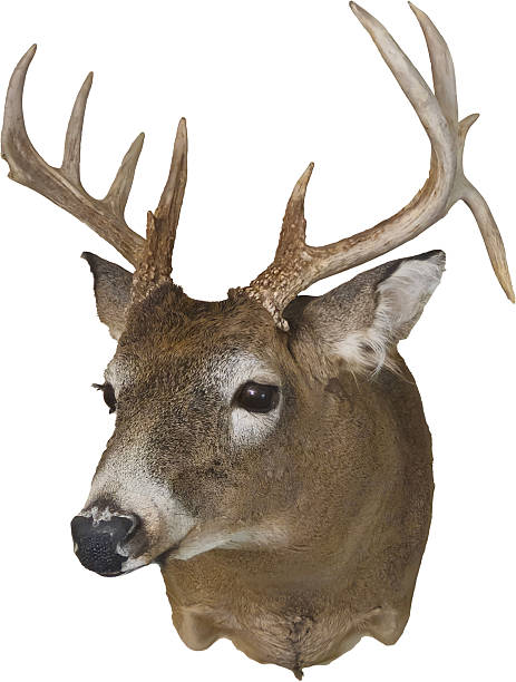 istock A Male deer head mounted with antlers 2233210724