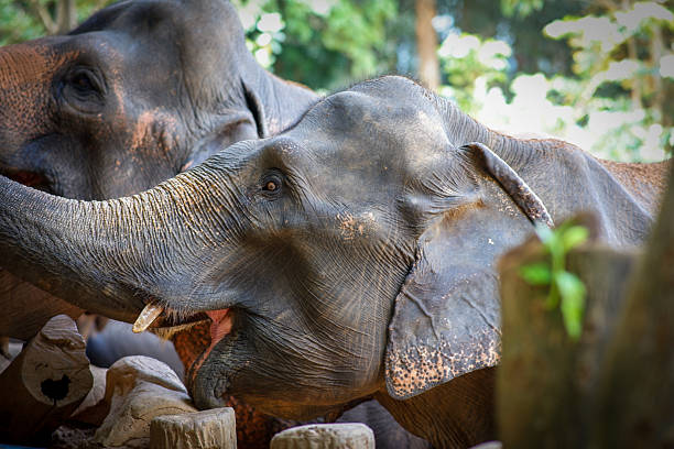 istock Close-up of Asian elephants using its trunk to move and interact. 2233210746