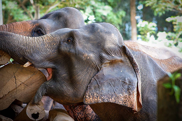 istock Close-up of Asian elephants using its trunk to move and interact. 2233210749