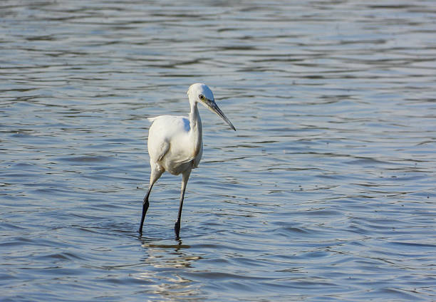 White Heron Egretta garzetta hunting on a lake
