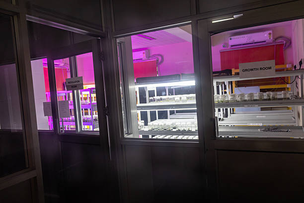 istock Orchid Tissue Culture Research Laboratory 2233212963
