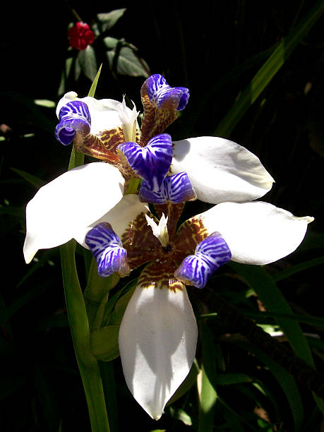 Close-up of neomarica gracilis, or walking iris, displaying delicate white and purple petals with brown markings amidst the lush greenery of a rural Ecuadorian garden