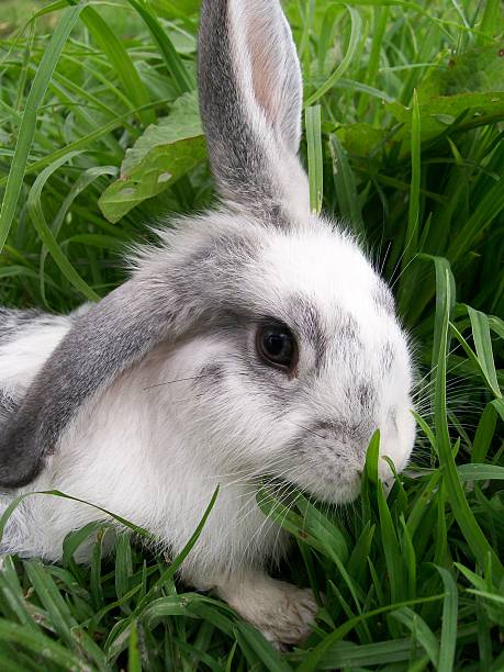 Group of little rabbits isolated on a white background. Perfect for Easter, farming, and pet-themed concepts.
