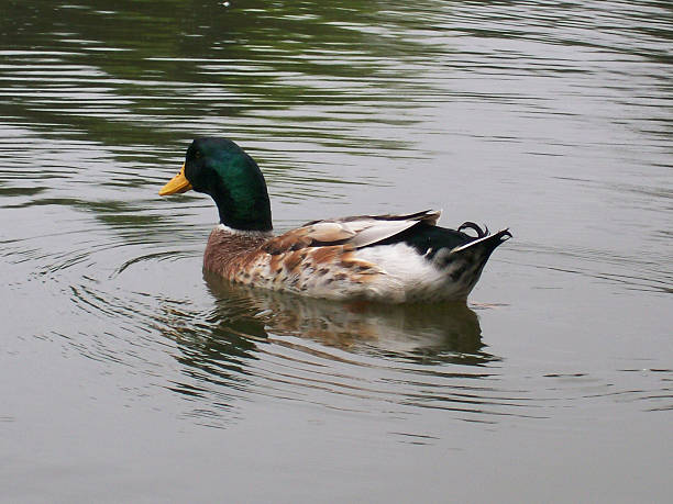 Colorful mallard duck gliding gracefully across the smooth surface of a tranquil pond, leaving behind gentle ripples and reflections in the serene water