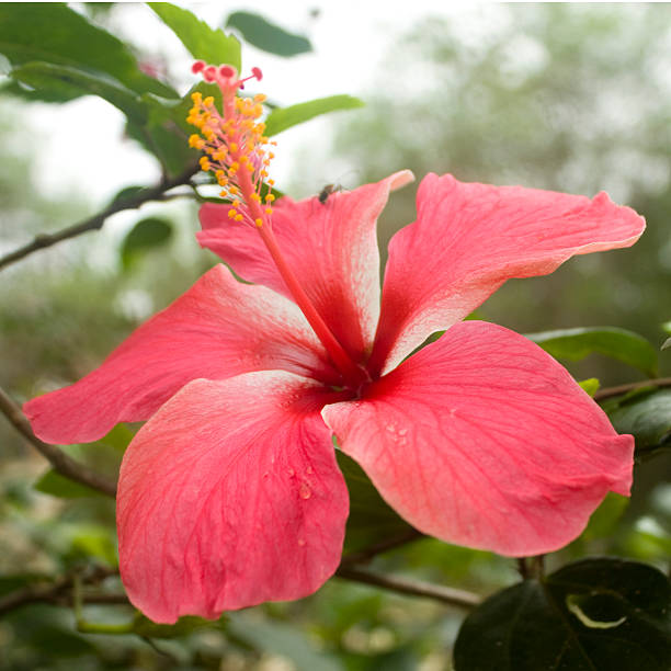 Close-up view of a vibrant pink hibiscus flower, featuring striking yellow stamen, highlighting the exquisite beauty of Ecuadorian flora in a tranquil rural environment