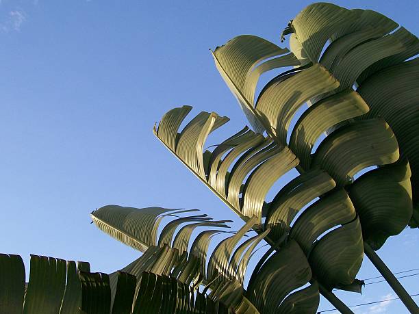 in the silhouette of a banana tree