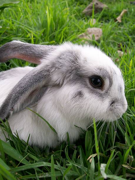 istock Adorable white and grey baby rabbit exploring green grass in Ecuador 2233213916