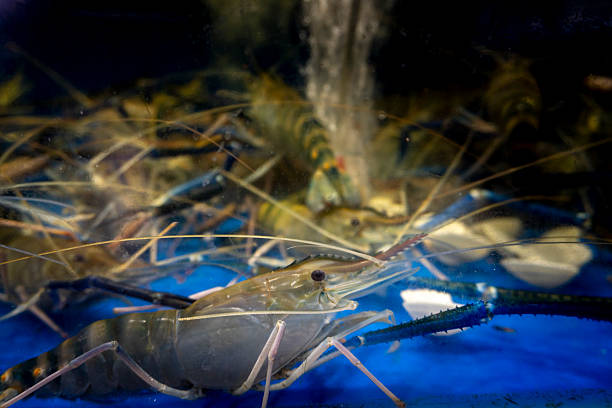 istock Shrimp is swimming in a tank with other shrimp 2233214701