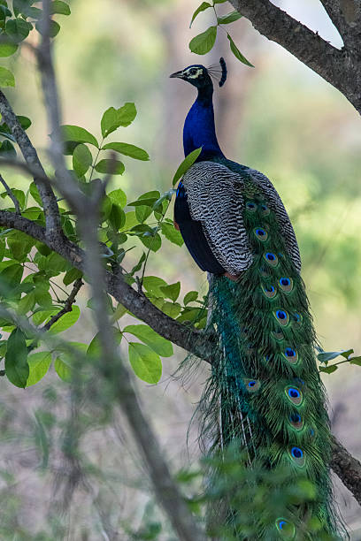 istock Indian peacock perched on a tree branch in a lush forest 2233216100