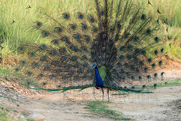 istock Indian peacock showing its colorful feathers in a courtship display 2233216175