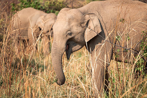 Indian elephant peacefully grazing on lush grass in its natural habitat during a safari in India, highlighting the serene beauty of wildlife and the rich biodiversity of the ecosystem