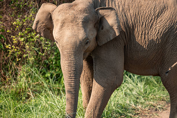 istock Young Indian elephant grazing in the jungle during a safari 2233217745