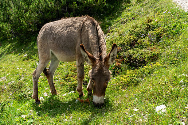 Pair of donkeys grazing freely on a green pasture under blue skies. Scenic countryside landscape with hills and natural beauty. Ideal for wildlife, eco-living, and rural lifestyle themes.